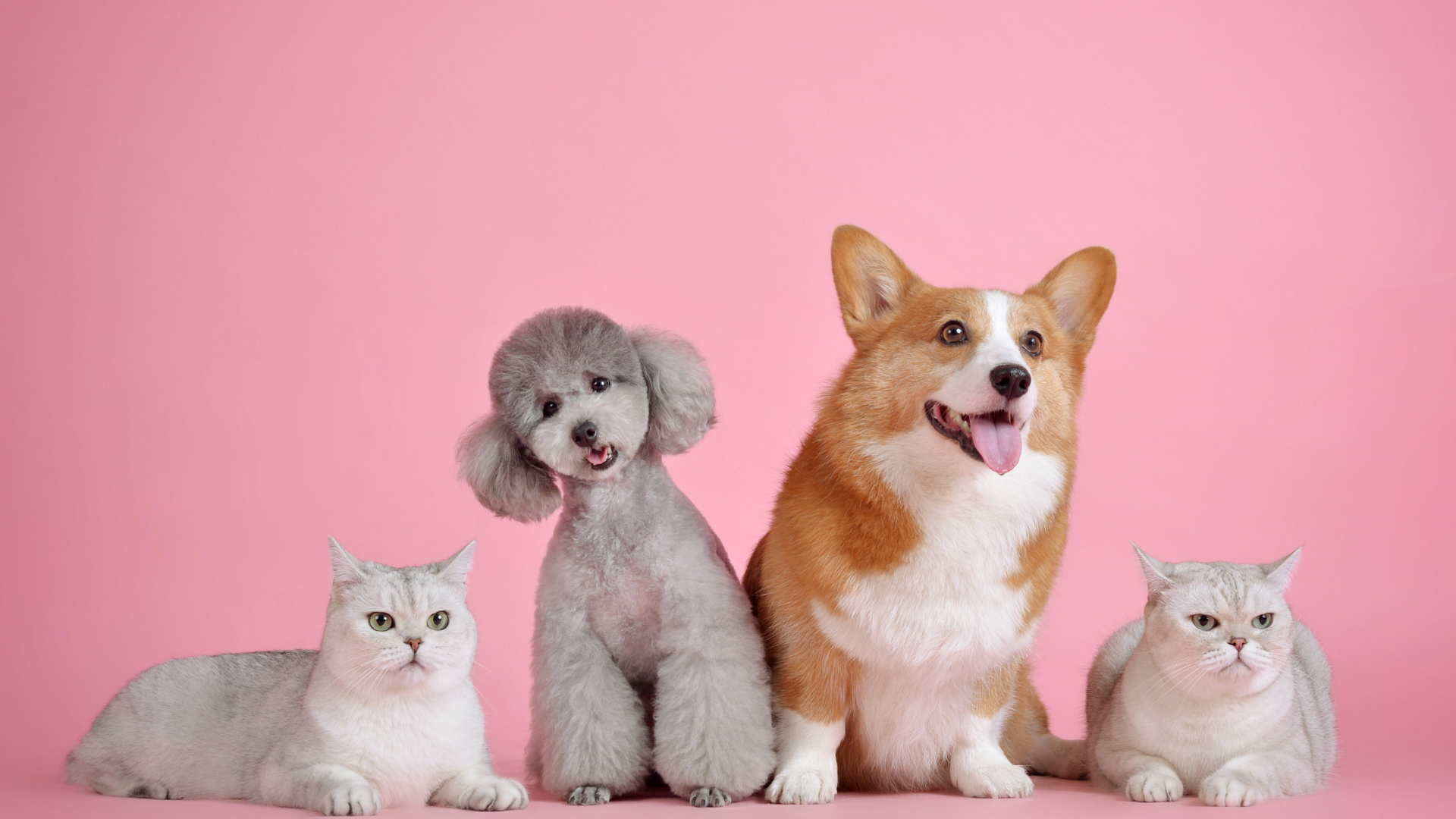 Cremação pet individual ou coletiva: qual a diferença e qual escolher?