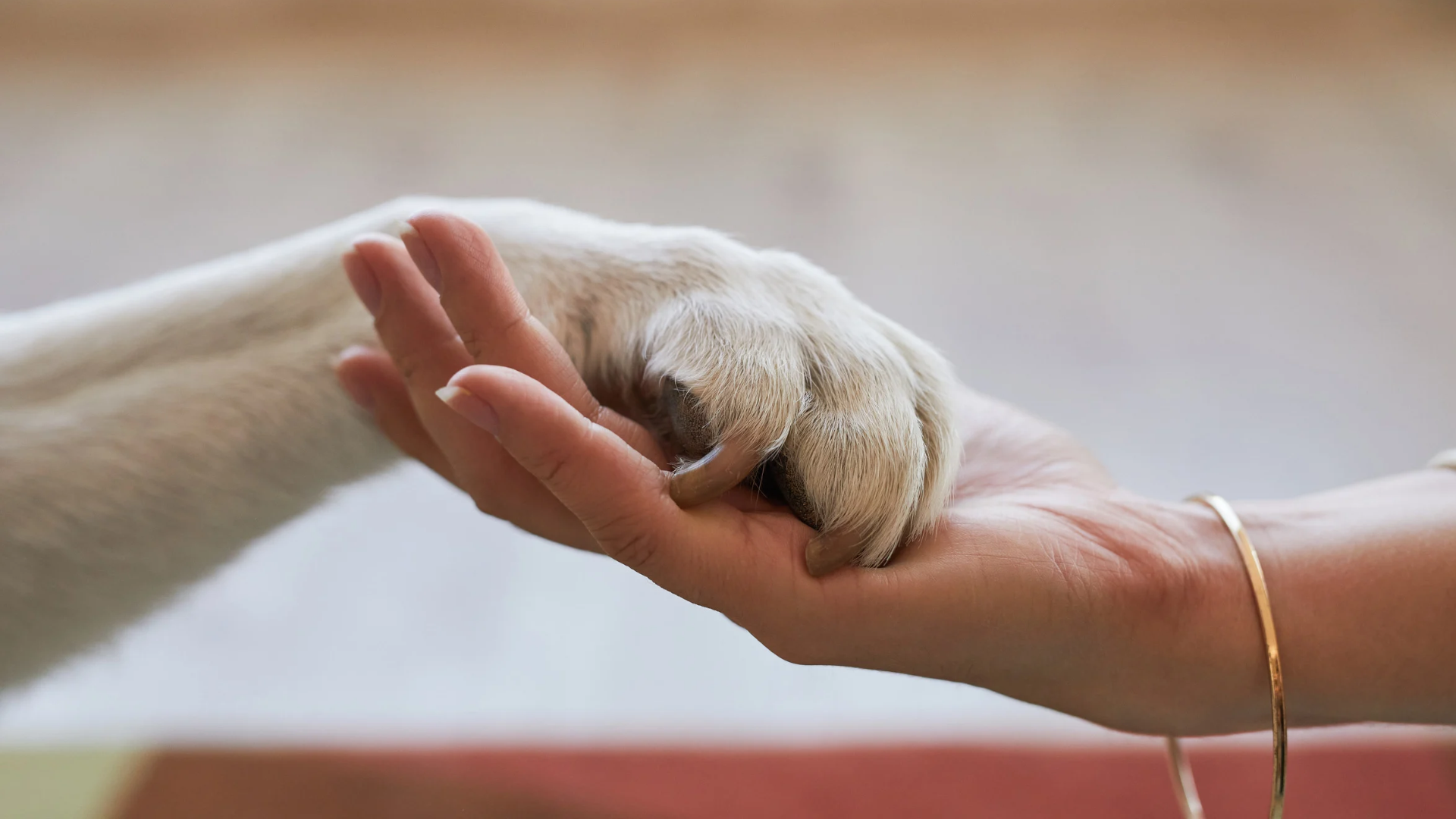 Funeral pet em Curitiba: como funciona a despedida e a cremação?