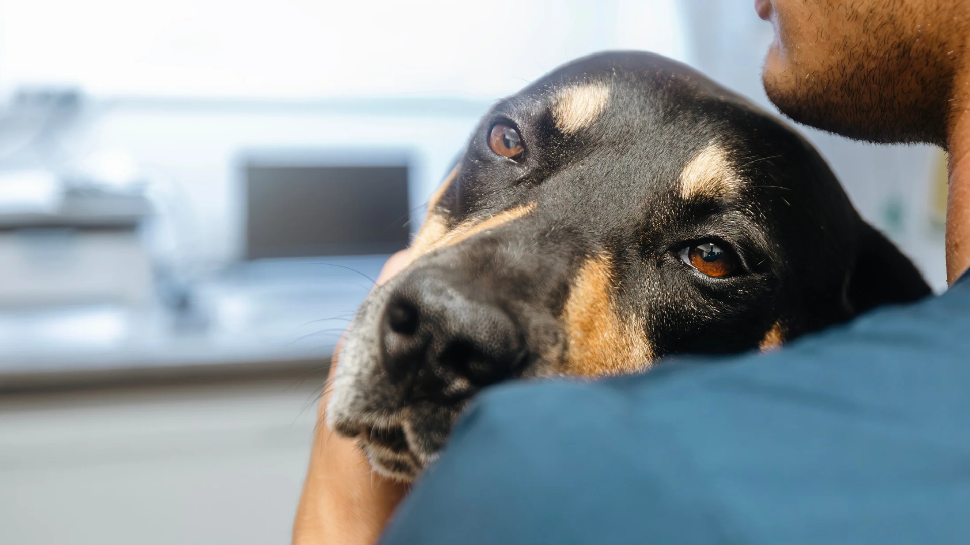 Meu pet morreu: o que fazer? Veja os primeiros passos